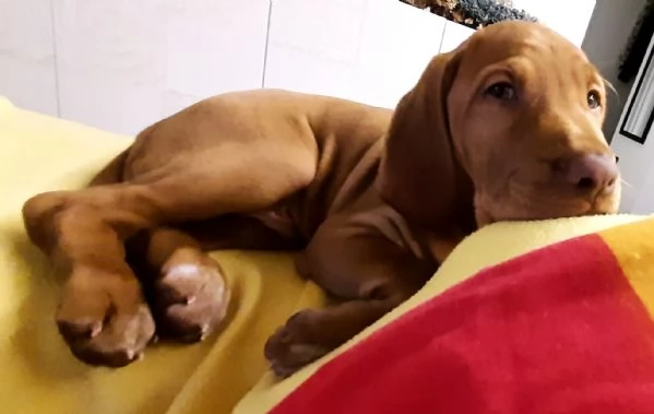 Cucciolo di Vizsla | Foto 0