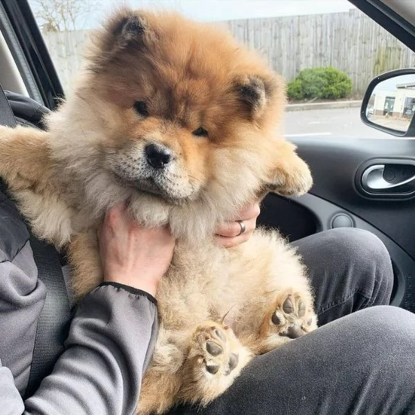 Chow Chow di alta qualità ha bisogno di una buona casa | Foto 0