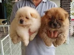 Chow Chow di alta qualità ha bisogno di una buona casa