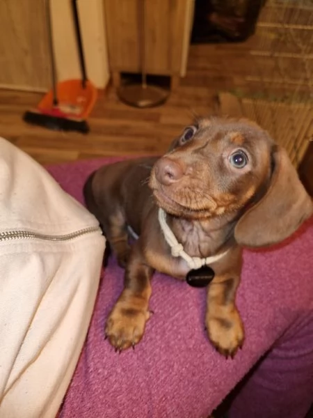 Cuccioli bassotto cioccolato kaninchen/nano pelo corto | Foto 3