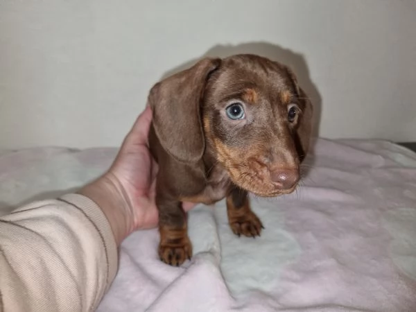 Cuccioli bassotto cioccolato kaninchen/nano pelo corto | Foto 1