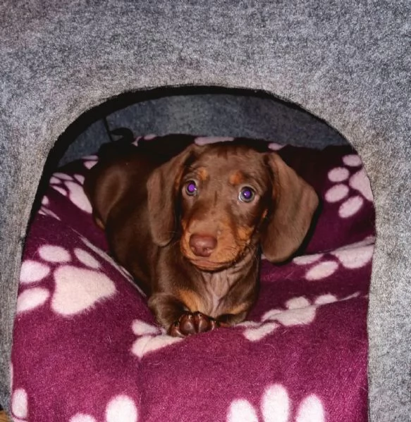 Cuccioli bassotto cioccolato kaninchen/nano pelo corto | Foto 0