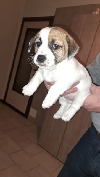 Cucciolo jack Russell terrier 