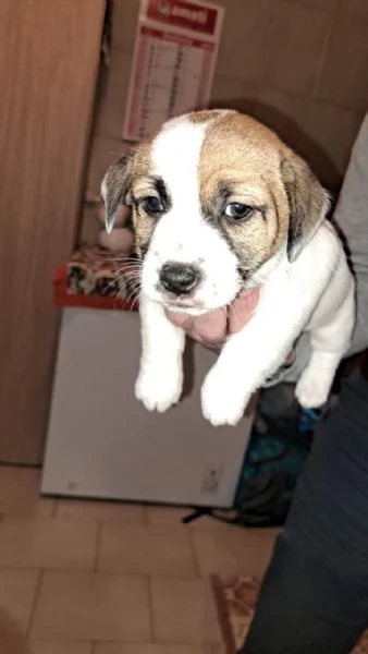 Cucciolo jack Russell terrier  | Foto 4