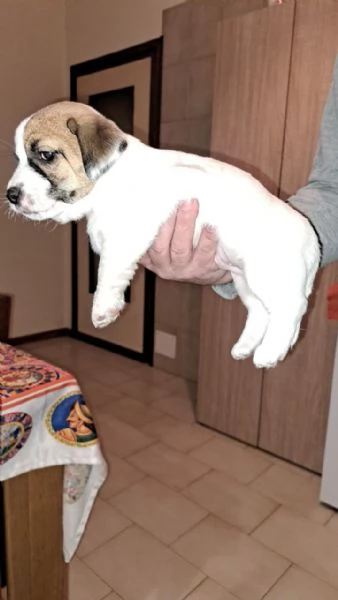 Cucciolo jack Russell terrier  | Foto 3