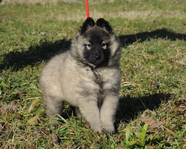 Cuccioli Pastore Belga Tervueren 