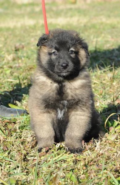 Cuccioli Pastore Belga Tervueren  | Foto 3