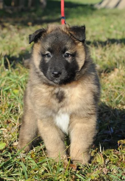 Cuccioli Pastore Belga Tervueren  | Foto 2