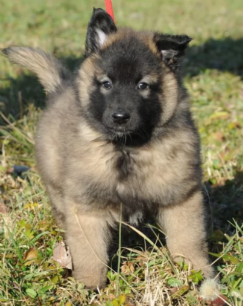 Cuccioli Pastore Belga Tervueren  | Foto 1