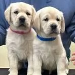 Cuccioli di Labrador per buone famiglie.