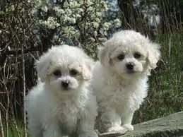 bellissimi cuccioli di bichon pronti