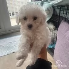 bellissimi cuccioli di bichon pronti | Foto 0