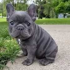 Vendita cucciolo Bouledogue  | Foto 1