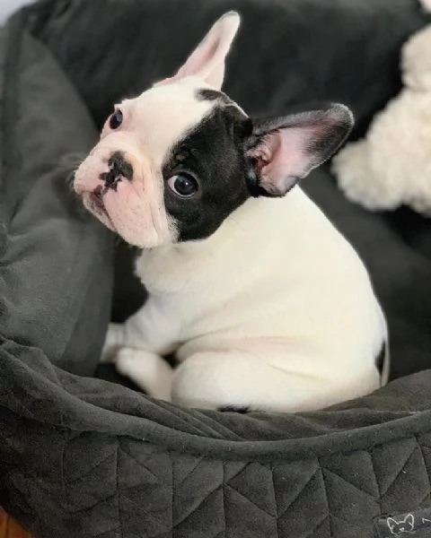 Vendita cucciolo Bouledogue  | Foto 0