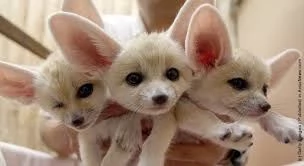 disponibili cuccioli di volpe fennec allevati a mano,