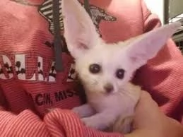 disponibili cuccioli di volpe fennec allevati a mano, | Foto 0