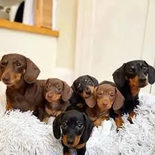 Bellissimi cuccioli di bassotto maschio e femmina,