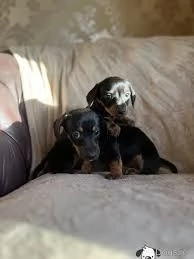 cuccioli di bassotto per buone famiglie