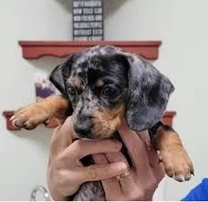 cuccioli di bassotto per buone famiglie