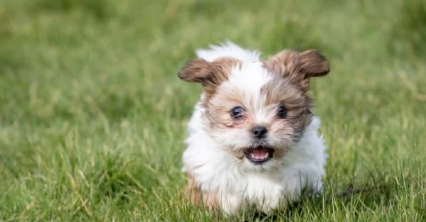 Splendidi cuccioli di  Shih Tzu  maschio e femmina KC Excellent Home Breeds in cerca di una casa per