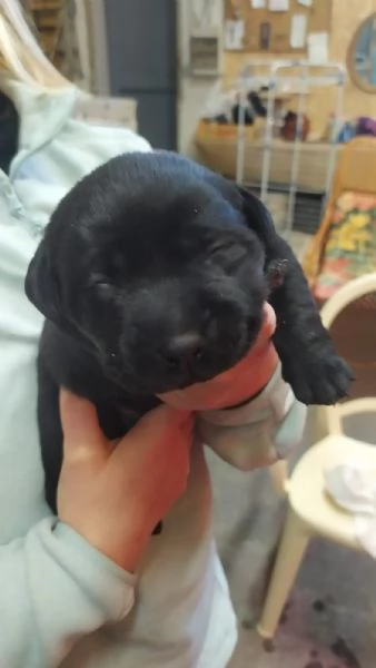 Cuccioli Labrador Retriever 