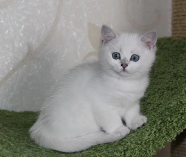 Due cucciole british shorthair