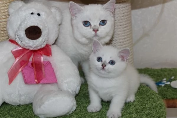 Cucciolo di British Shorthair 