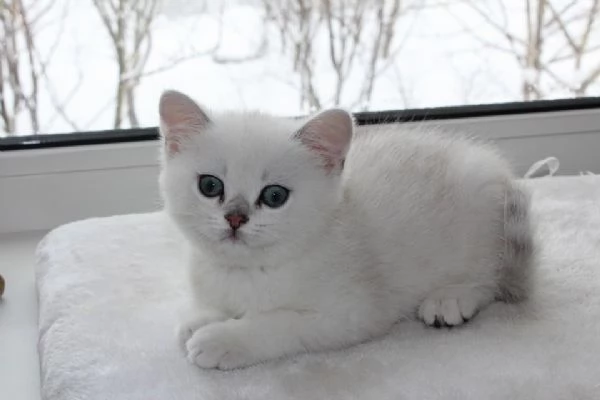 British Shorthair maschio e femmina