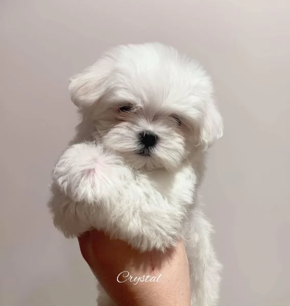 Cuccioli Maltese toy dai 3 ai 4 mesi 