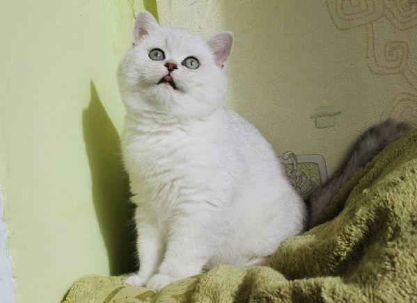 Cuccioli British Shorthair | Foto 0