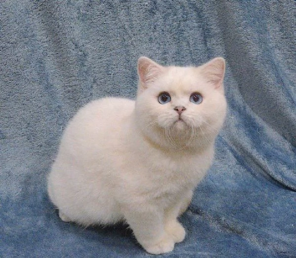 Cuccioli di british shorthair!! 