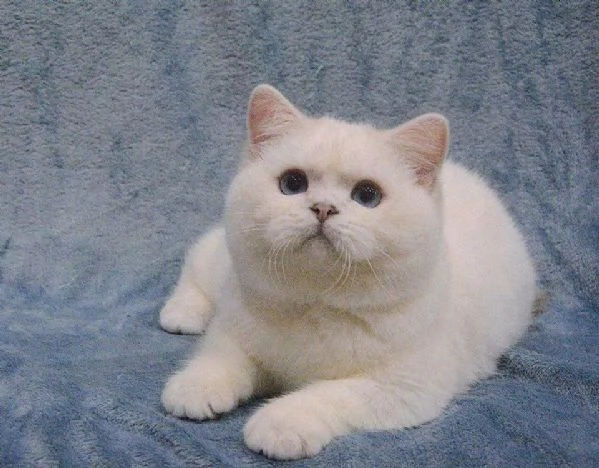 Cuccioli di british shorthair!!  | Foto 0