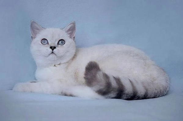 Cucciolo di British Shorthair !!