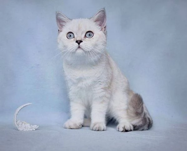 Cucciolo di British Shorthair !! | Foto 0