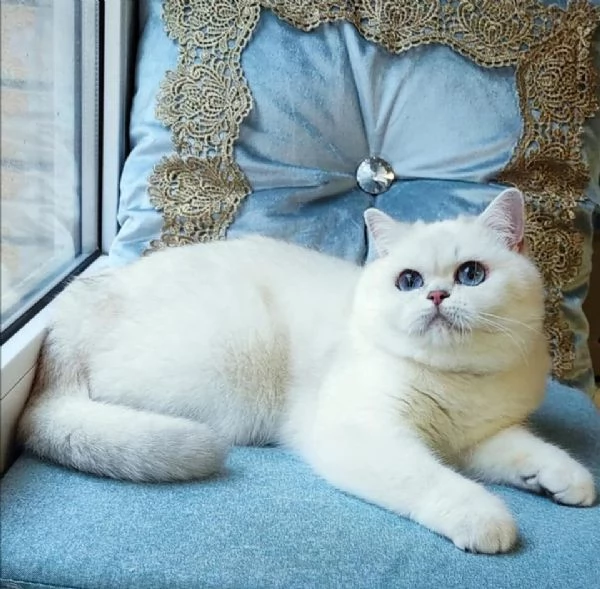 Cuccioli British Shorthair!!!