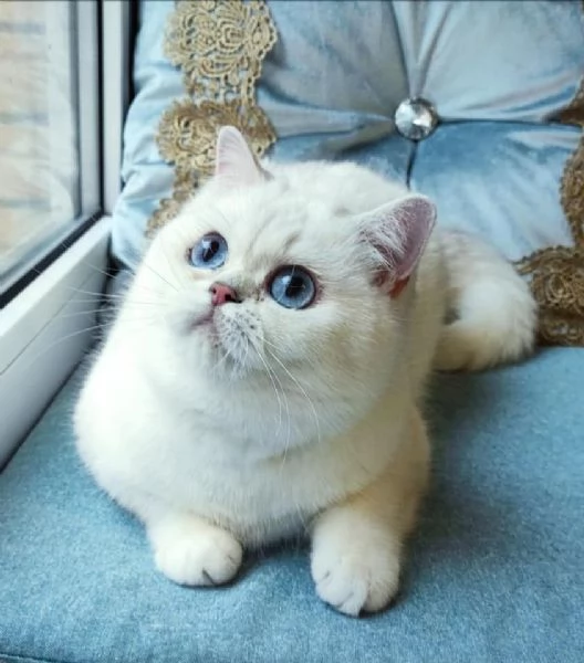 Cuccioli British Shorthair!!! | Foto 0