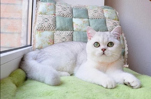 Due cucciole british shorthair!! | Foto 0