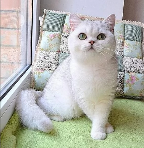 Due cucciole british shorthair!!