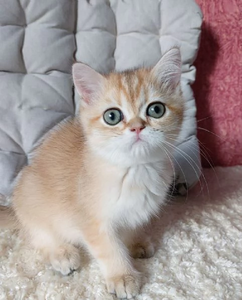 Cucciolo di British Shorthair !!