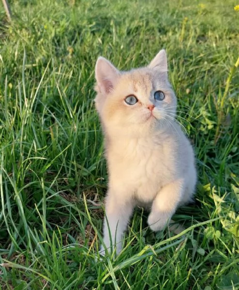 Cuccioli British shorthair!!