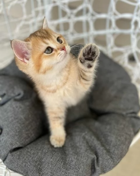 Cuccioli British shorthair!!