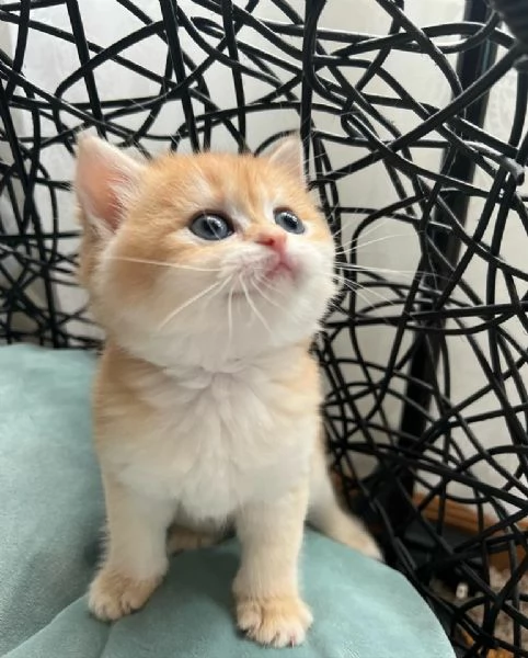 Bellissime cucciolate di british shorthair!!