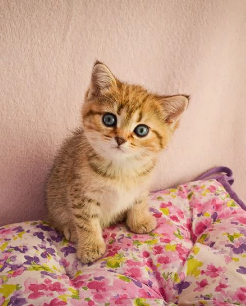 British Shorthair maschio e femmina!!