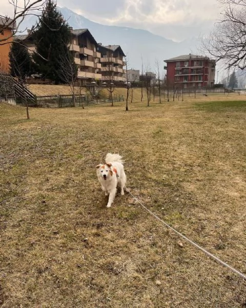 Regalo simil border collie