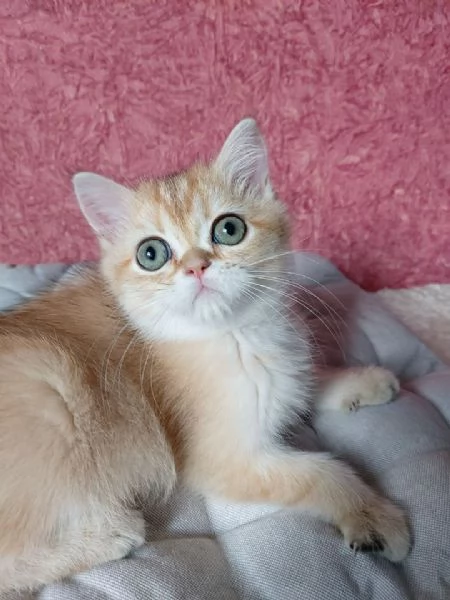 Cuccioli British Shorthair!!! | Foto 0