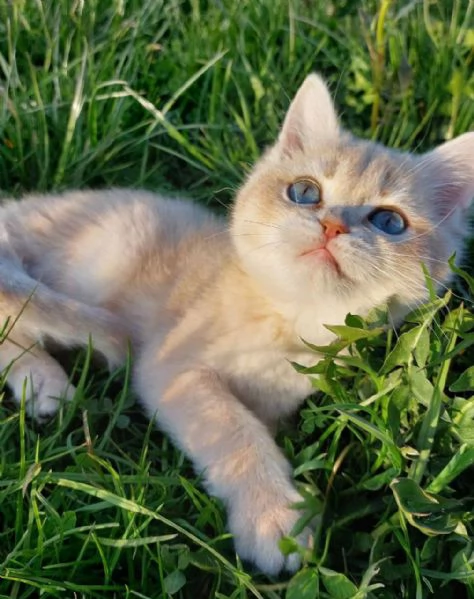 Cuccioli British shorthair!! | Foto 0