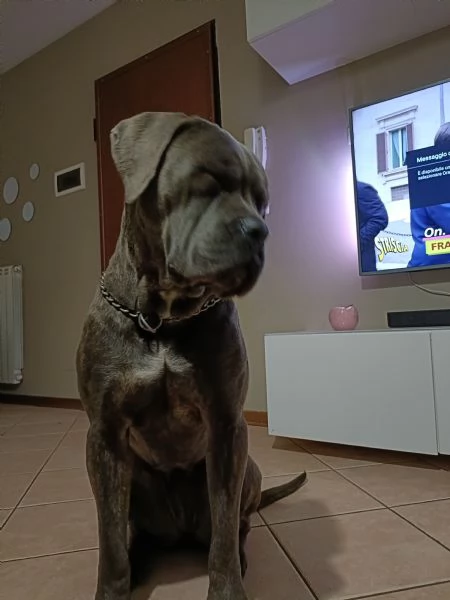 Cane corso  | Foto 1