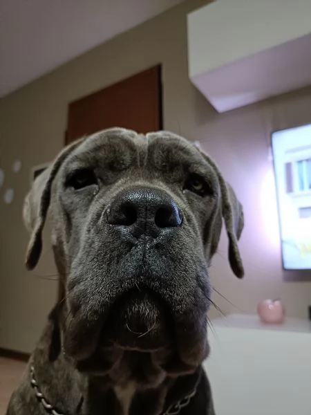 Cane corso  | Foto 0