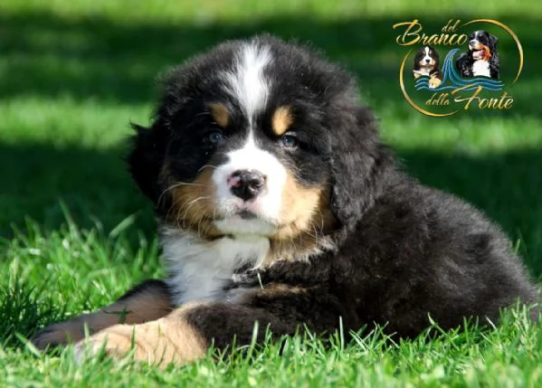 Cuccioli di Bovaro del Bernese | Foto 2