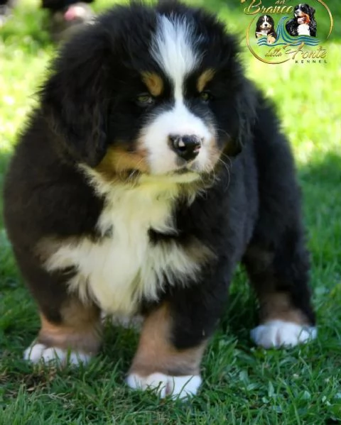 Cuccioli di Bovaro del Bernese | Foto 1